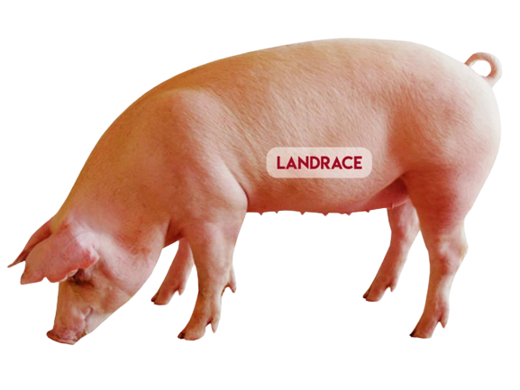 Servicios Landrace