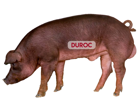 Servicios Duroc