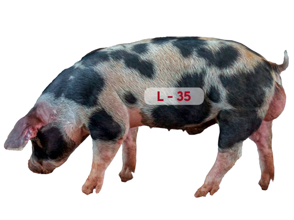 Servicios cerdo L-35