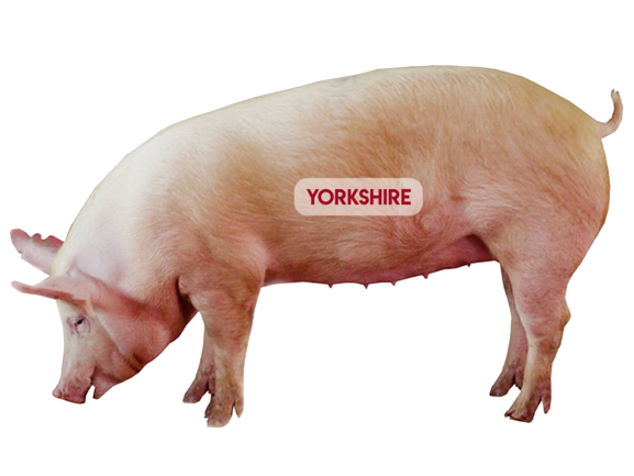 Servicios Yorkshire