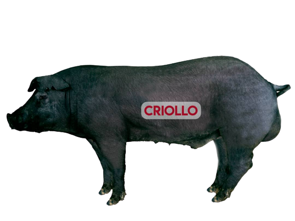 Servicios cerdo criollo