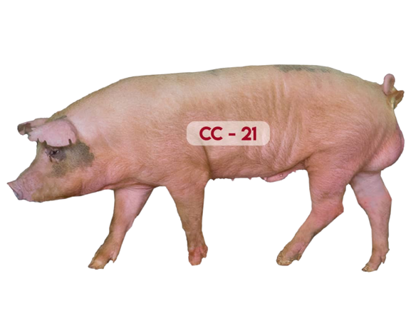 Servicios cerdo cc-21