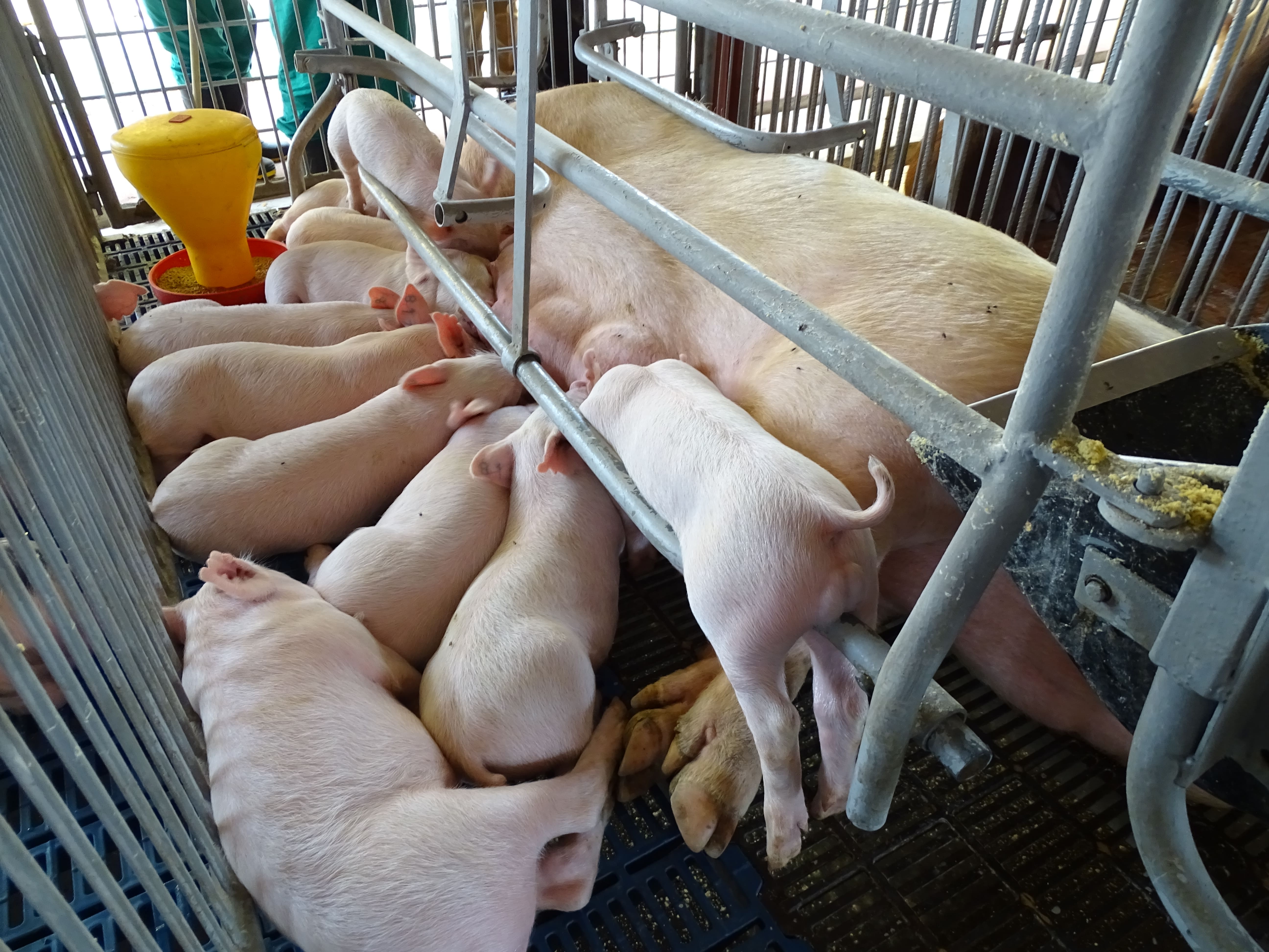 El Impacto de la Investigación Genética en la Producción Porcina en Cuba: Un Salto hacia la Eficiencia y la Calidad