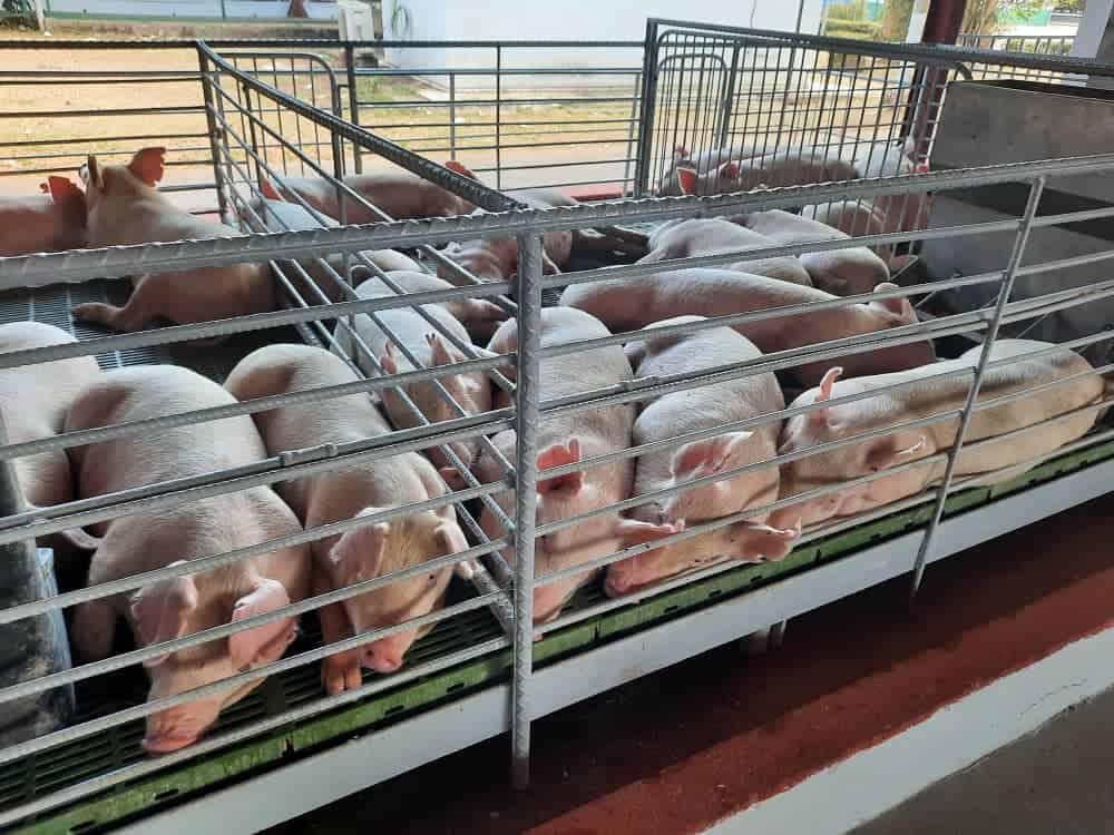 Grupo Empresarial de Producción y Comercialización Porcina