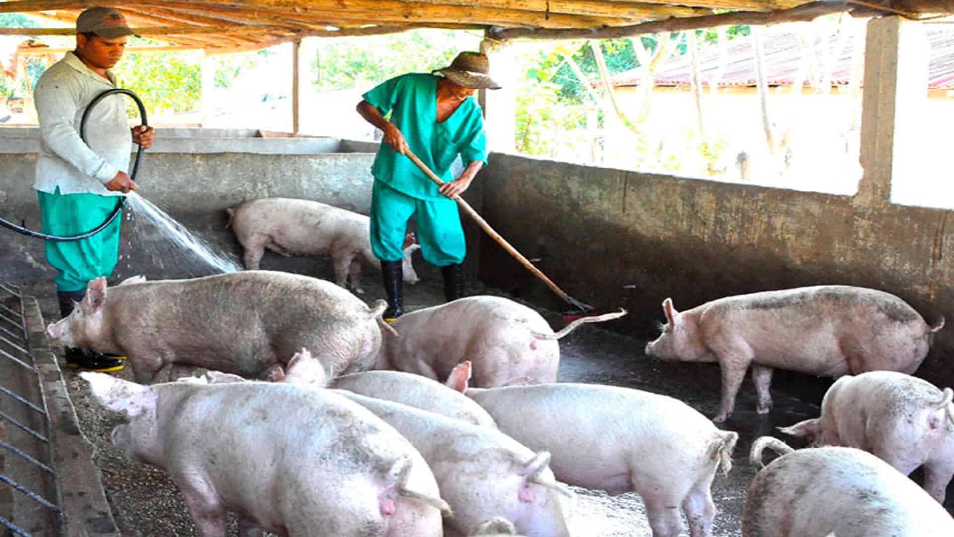 Producción Porcina Responsable