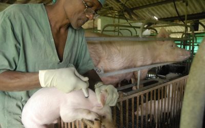 El Impacto de la Investigación Genética en la Producción Porcina en Cuba: Un Salto hacia la Eficiencia y la Calidad