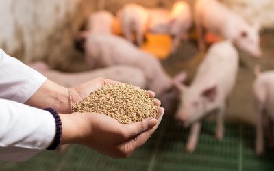 Alimentación Responsable: Cómo GPOR Garantiza la Calidad del Pienso