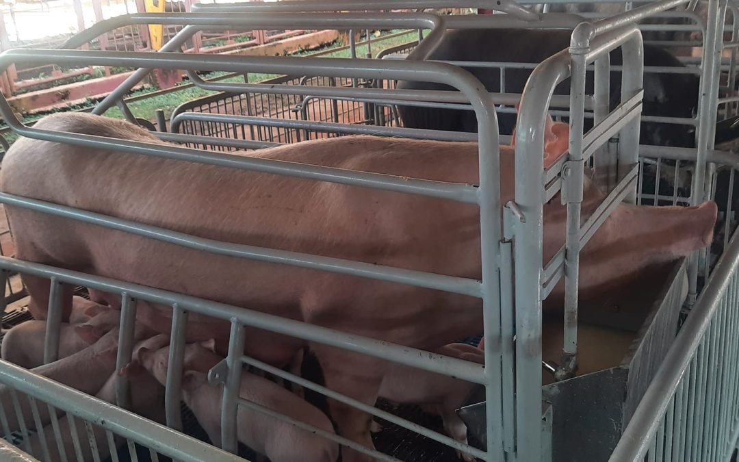 El Desafío Porcino Cubano en 2025: La Meta de las 30,000 Reproductoras como Clave para la Recuperación