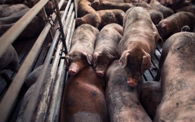 GPOR: 5 Maneras en que la Integración Vertical Mejora la Eficiencia de la Producción Porcina