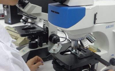Instituto de Investigaciones Porcinas (IIP): Ciencia, innovación y soberanía para la producción porcina cubana