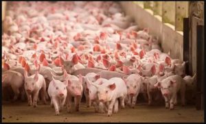 La producción porcina en Cuba ante los desafíos globales: Reflexiones desde el Informe OCDE–FAO 2025–2034 La producción porcina en Cuba